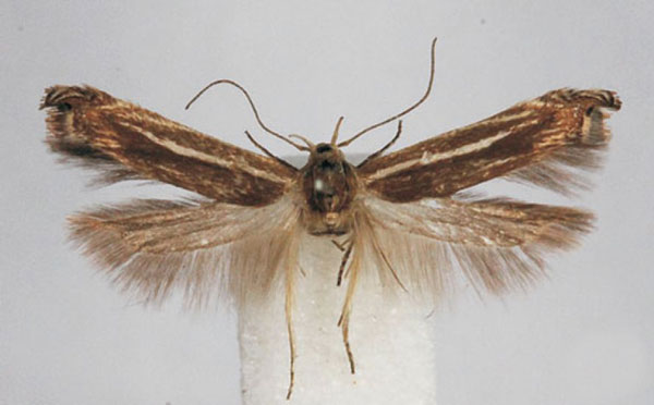 /filer/webapps/moths/media/images/A/albifulvella_Polyhymno_PTF_BMNH.jpg