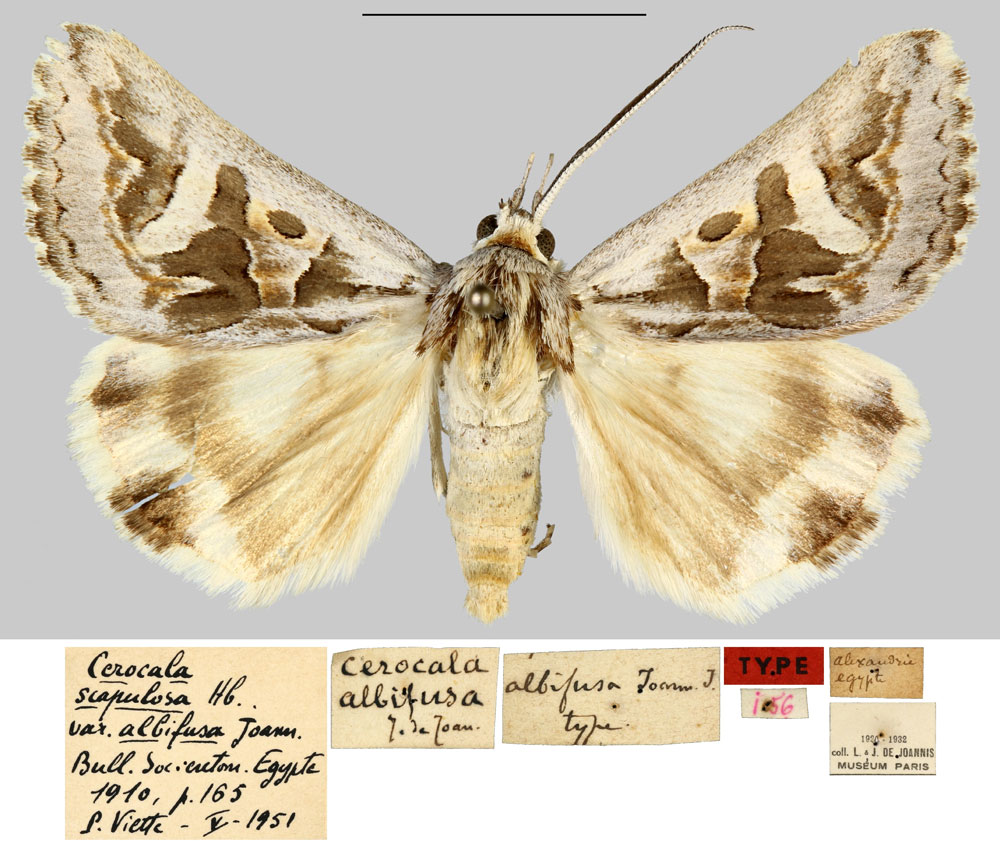 /filer/webapps/moths/media/images/A/albifusa_Cerocala_HT_MNHNa.jpg