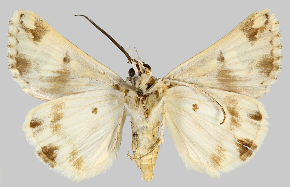 /filer/webapps/moths/media/images/A/albifusa_Cerocala_HT_MNHNb.jpg
