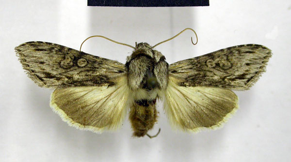 /filer/webapps/moths/media/images/A/albifuscata_Cucullia_A_TMSA.jpg