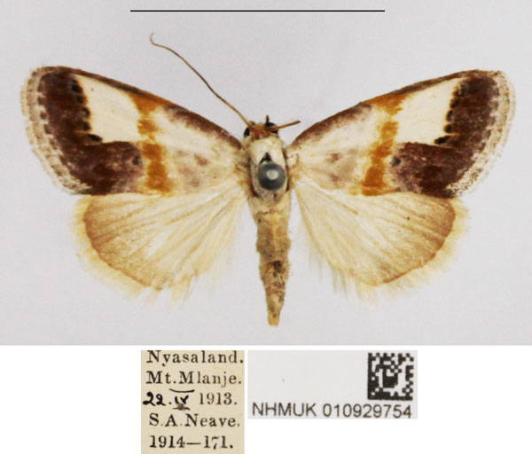 /filer/webapps/moths/media/images/A/albigrisea_Negeta_AM_NHMUK.jpg