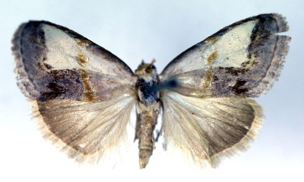 /filer/webapps/moths/media/images/A/albigrisea_Negeta_A_RMCA.jpg