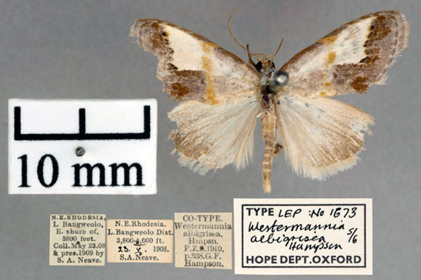 /filer/webapps/moths/media/images/A/albigrisea_Westermannia_A2_OUMNH_01.jpg
