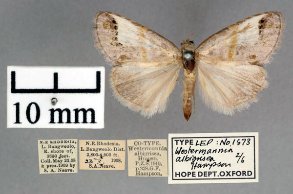/filer/webapps/moths/media/images/A/albigrisea_Westermannia_A_OUMNH_01.jpg