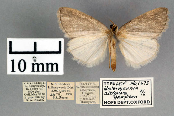 /filer/webapps/moths/media/images/A/albigrisea_Westermannia_A_OUMNH_02.jpg