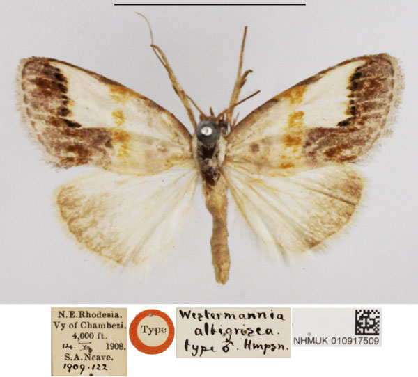 /filer/webapps/moths/media/images/A/albigrisea_Westermannia_HT_NHMUK.jpg