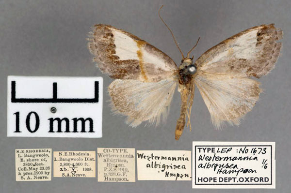 /filer/webapps/moths/media/images/A/albigrisea_Westermannia_PT_OUMNH_01.jpg
