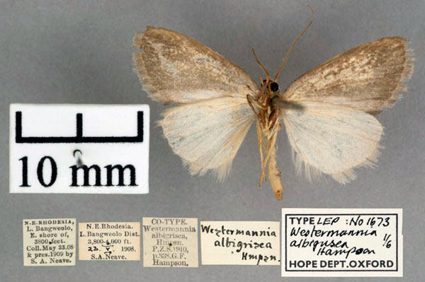 /filer/webapps/moths/media/images/A/albigrisea_Westermannia_PT_OUMNH_02.jpg