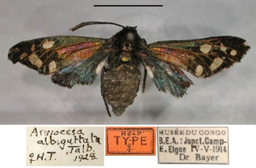 /filer/webapps/moths/media/images/A/albiguttata_Arniocera_A_RMCA_01.jpg