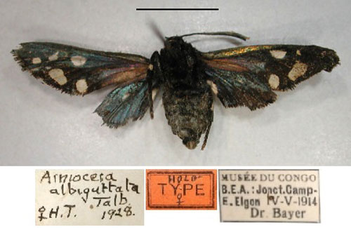 /filer/webapps/moths/media/images/A/albiguttata_Arniocera_A_RMCA_02.jpg