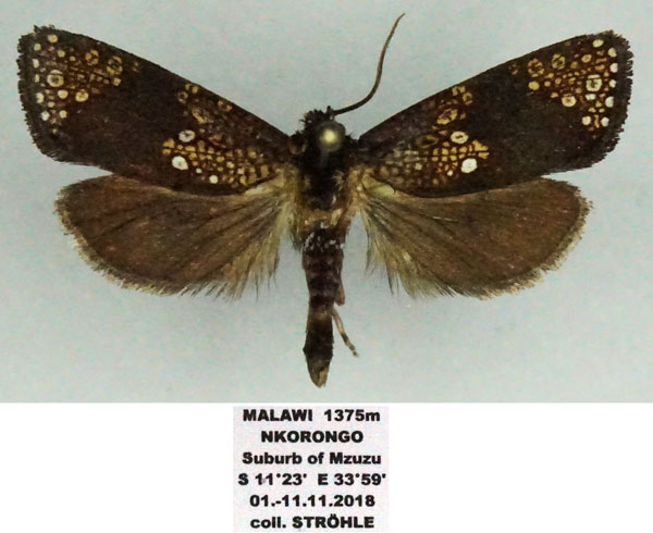 /filer/webapps/moths/media/images/A/albiguttata_Trichocossus_AM_Stroehle.jpg
