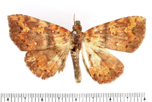 /filer/webapps/moths/media/images/A/albiguttula_Phlogochroa_AM_BMNH.jpg
