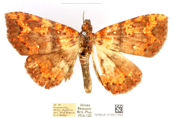 /filer/webapps/moths/media/images/A/albiguttula_Phlogochroa_AM_BMNH_JplPhEO.jpg
