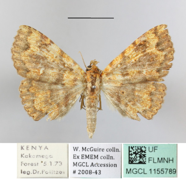 /filer/webapps/moths/media/images/A/albiguttula_Phlogochroa_A_MGCLa_01.JPG