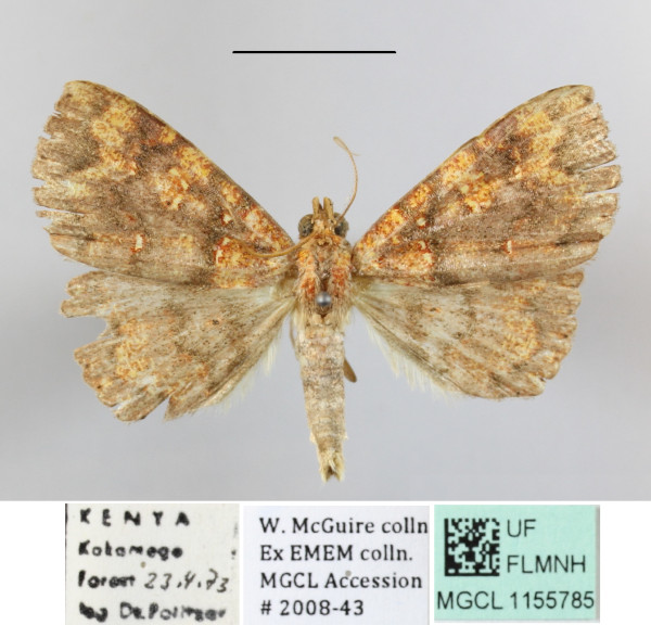 /filer/webapps/moths/media/images/A/albiguttula_Phlogochroa_A_MGCLa_02.JPG