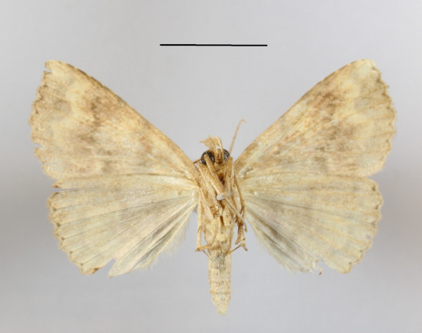 /filer/webapps/moths/media/images/A/albiguttula_Phlogochroa_A_MGCLb_01.JPG