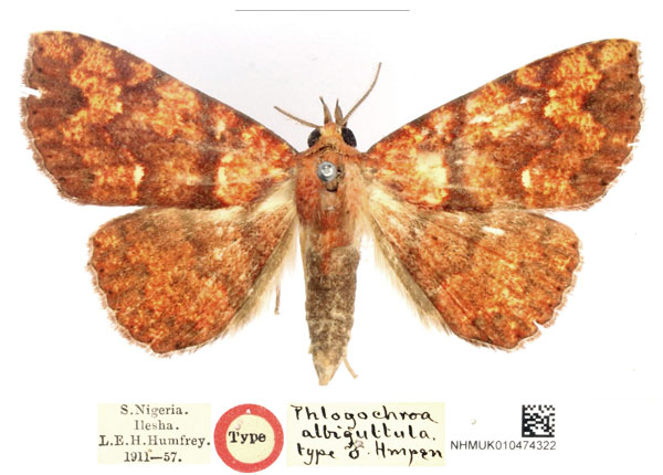 /filer/webapps/moths/media/images/A/albiguttula_Phlogochroa_HT_BMNH_fbLRuvU.jpg