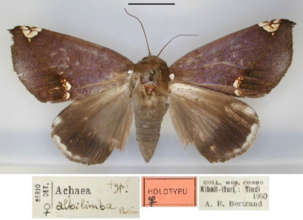 /filer/webapps/moths/media/images/A/albilimba_Achaea_HT_RMCA_01.jpg