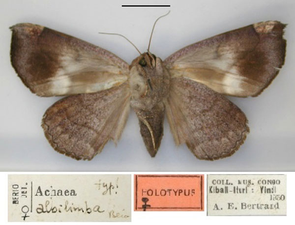 /filer/webapps/moths/media/images/A/albilimba_Achaea_HT_RMCA_02.jpg