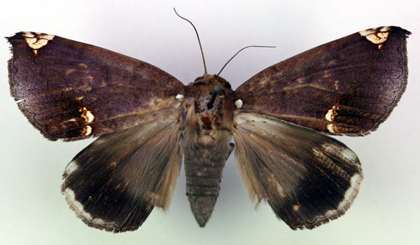 /filer/webapps/moths/media/images/A/albilimba_Achaea_HT_RMCA_03.jpg