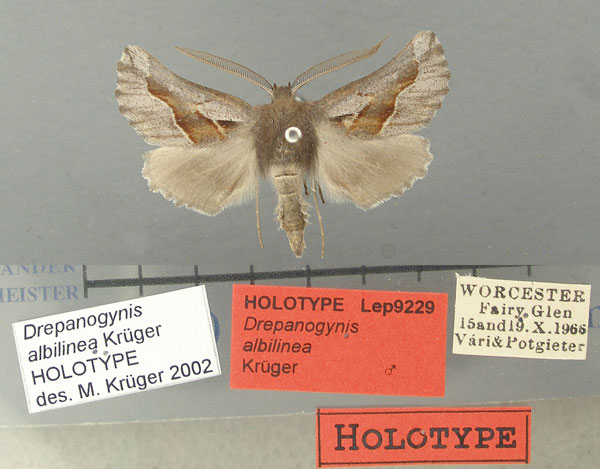 /filer/webapps/moths/media/images/A/albilinea_Drepanogynis_HT_TMSA.jpg