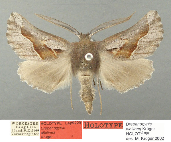 /filer/webapps/moths/media/images/A/albilinea_Drepanogynis_HT_TMSA_VcCNdDR.jpg