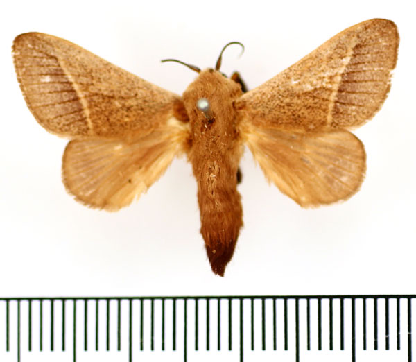 /filer/webapps/moths/media/images/A/albilinea_Latoia_AM_BMNH.jpg