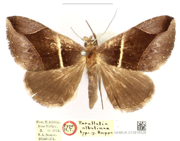 /filer/webapps/moths/media/images/A/albilinea_Parallelia_HT_BMNH_CrH4bDo.jpg