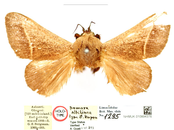 /filer/webapps/moths/media/images/A/albilinea_Somara_HT_BMNH_JPEP1gJ.jpg