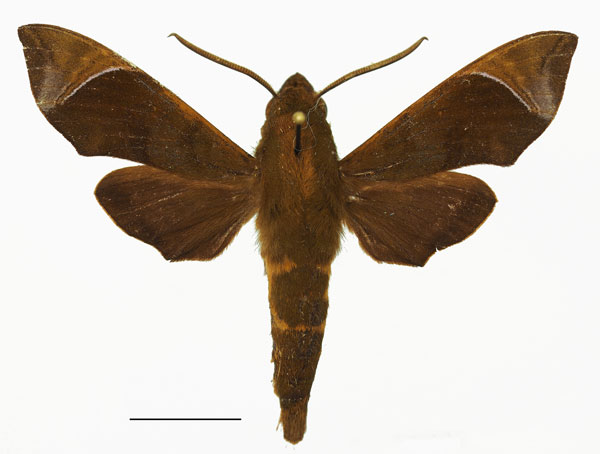 /filer/webapps/moths/media/images/A/albilinea_Temnora_AM_Basquina.jpg