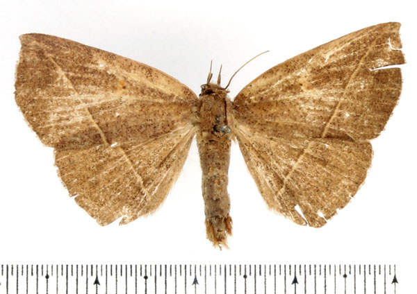 /filer/webapps/moths/media/images/A/albilinea_Ugia_AF_BMNH.jpg