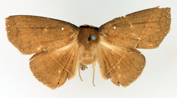 /filer/webapps/moths/media/images/A/albilinea_Ugia_AF_TMSA.jpg