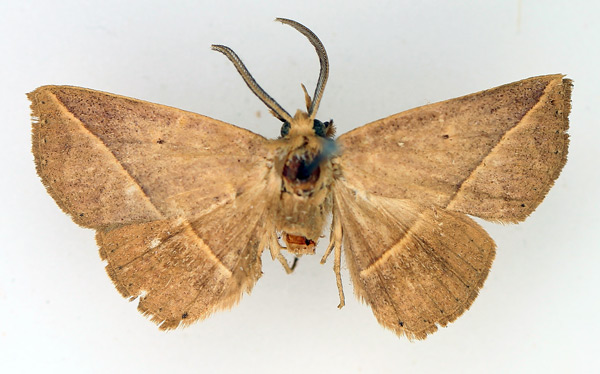 /filer/webapps/moths/media/images/A/albilinea_Ugia_AM_TMSA.jpg