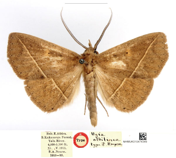 /filer/webapps/moths/media/images/A/albilinea_Ugia_HT_BMNH_7f6nuHP.jpg