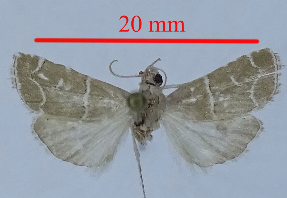 /filer/webapps/moths/media/images/A/albilinealis_Arbarpia_HT_ZSM.jpg