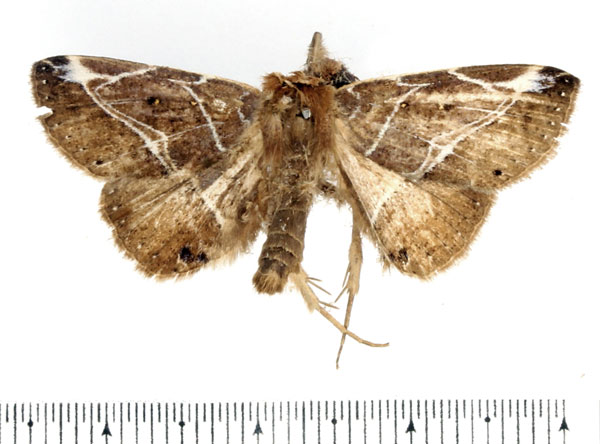 /filer/webapps/moths/media/images/A/albilineata_Anticarsia_AM_BMNH.jpg