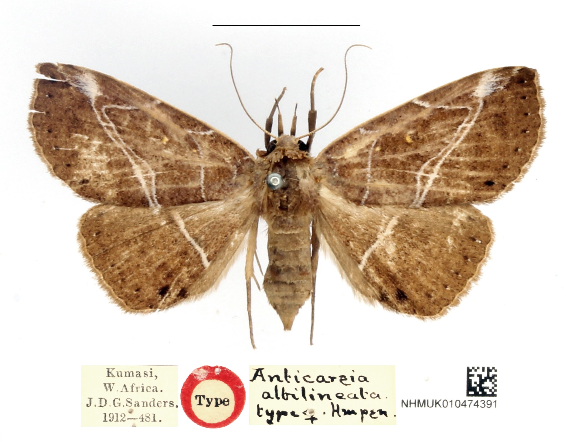 /filer/webapps/moths/media/images/A/albilineata_Anticarsia_HT_BMNH.JPG