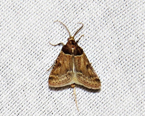 /filer/webapps/moths/media/images/A/albilineata_Bostra_A_Braun.jpg
