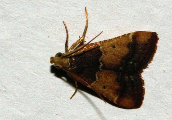 /filer/webapps/moths/media/images/A/albilineata_Bostra_A_Riddell.jpg