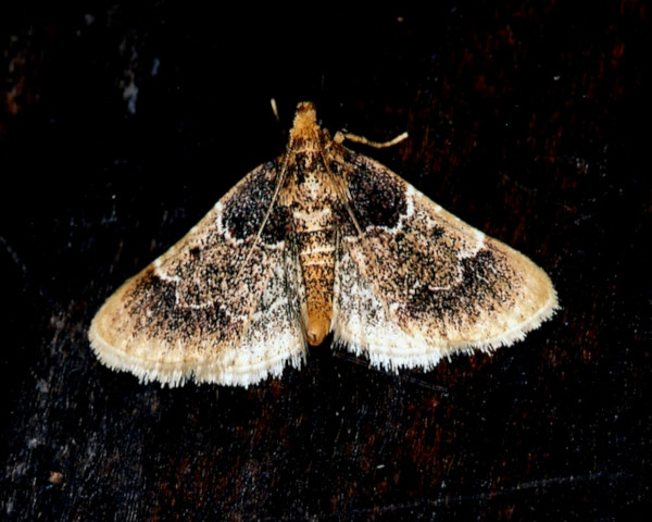 /filer/webapps/moths/media/images/A/albilineata_Bostra_A_Roland.jpg