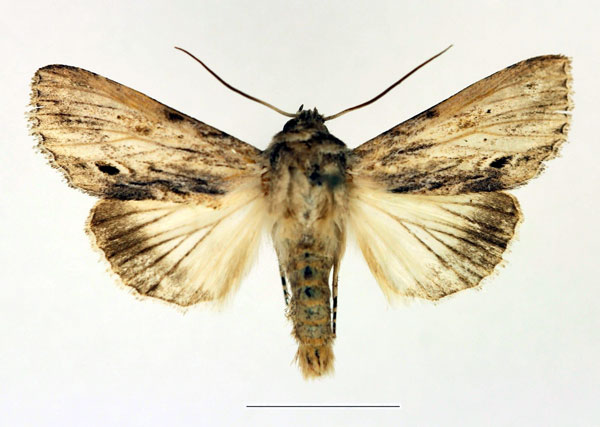 /filer/webapps/moths/media/images/A/albilineata_Cucullia_AM_Legrain.jpg