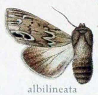 /filer/webapps/moths/media/images/A/albilineata_Cucullia_HT_Gaede_7_d.jpg