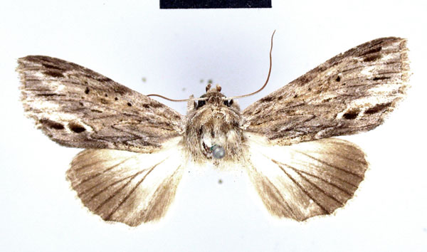 /filer/webapps/moths/media/images/A/albilineata_Cucullia_HT_ZMHB.jpg