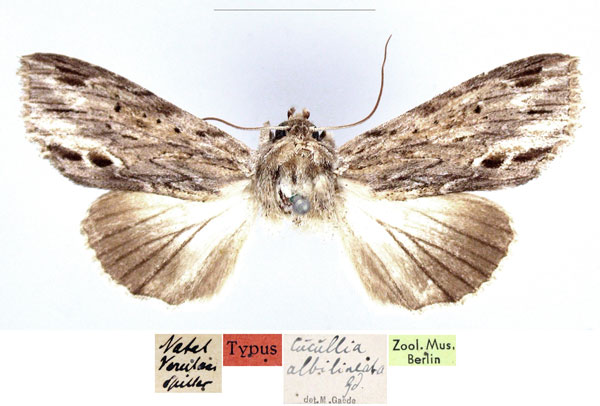 /filer/webapps/moths/media/images/A/albilineata_Cucullia_HT_ZMHB_WIqzHge.jpg