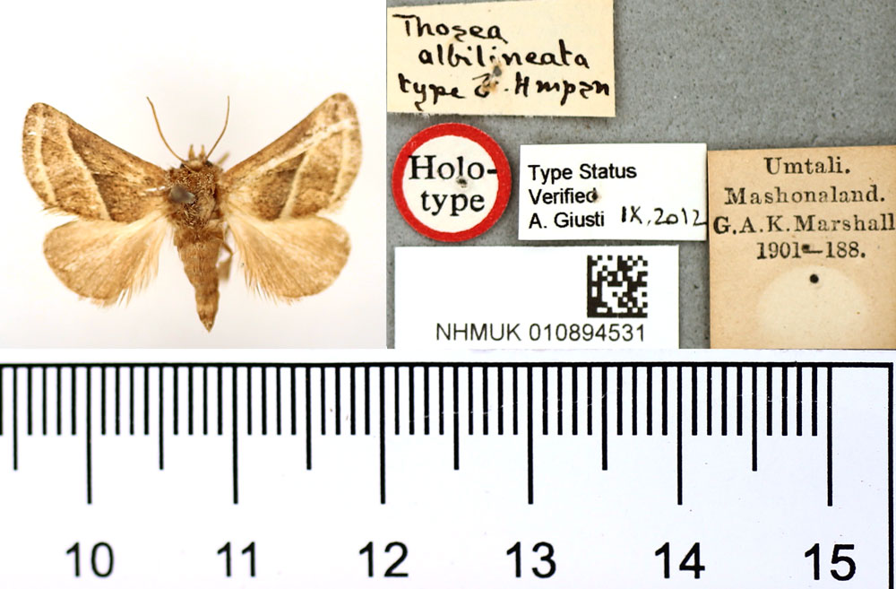 /filer/webapps/moths/media/images/A/albilineata_Thosea_HT_BMNH.jpg