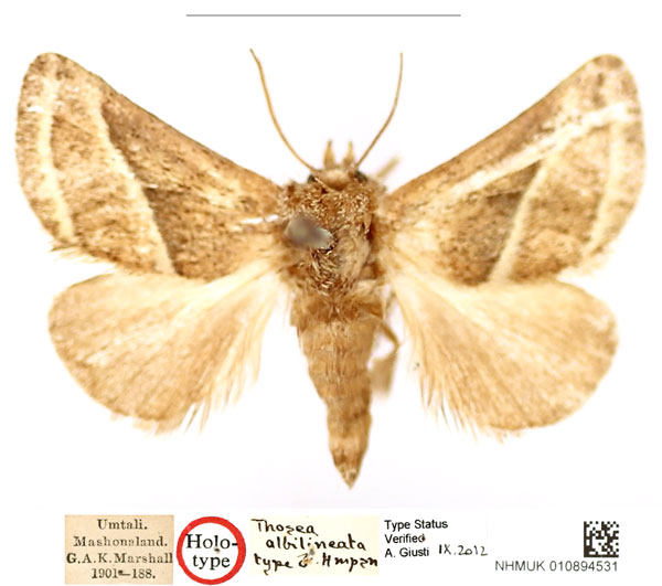 /filer/webapps/moths/media/images/A/albilineata_Thosea_HT_BMNH_s8xLSwc.jpg