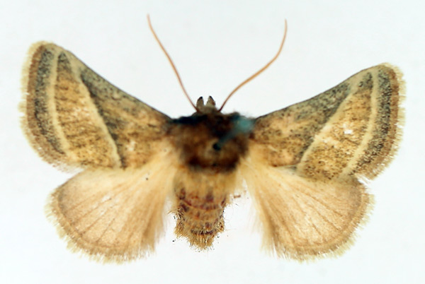 /filer/webapps/moths/media/images/A/albilineata_Unithosea_AM_TMSA_01.jpg