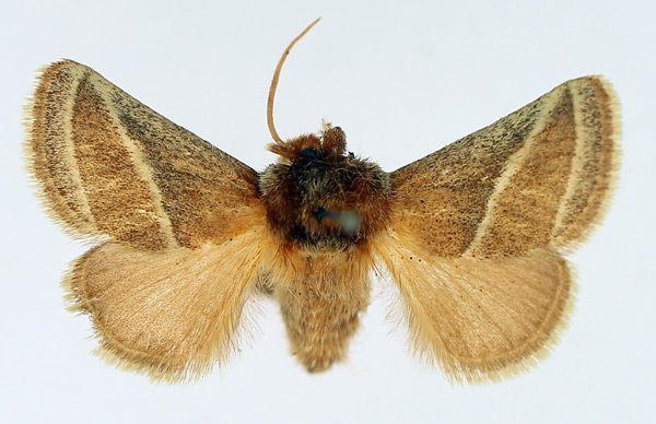 /filer/webapps/moths/media/images/A/albilineata_Unithosea_AM_TMSA_02.jpg