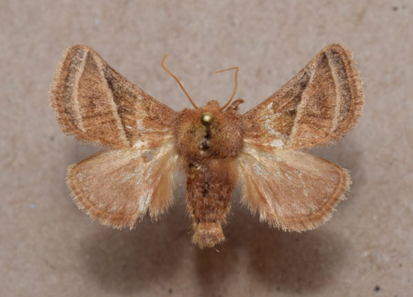 /filer/webapps/moths/media/images/A/albilineata_Unithosea_A_Butler.jpg