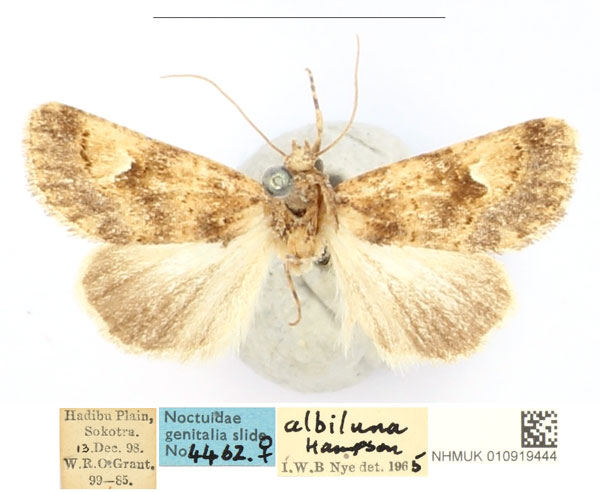 /filer/webapps/moths/media/images/A/albiluna_Amefrontia_LT_BMNH_KFRnUck.jpg